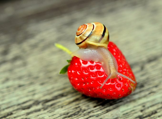 Stock Images snail, nature, strawberry, Stock Images 878542341